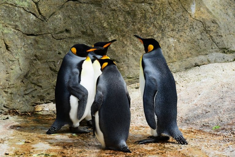 A Complete Guide to Visiting the King Penguins at Volunteer Point