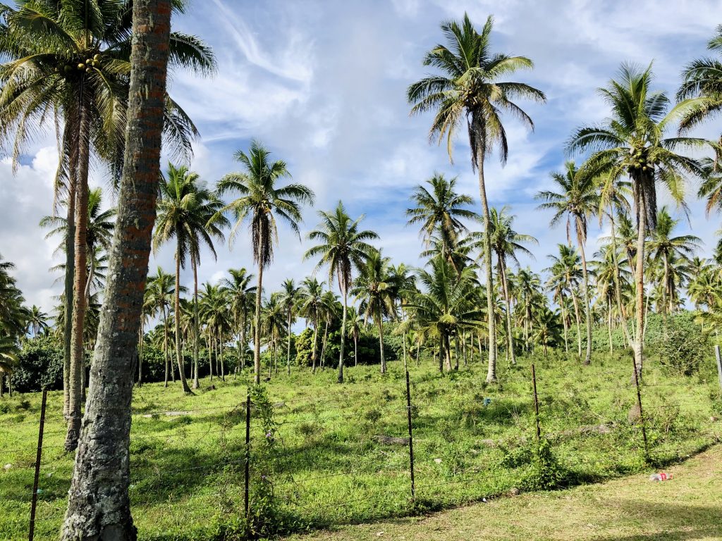 A photo of palm trees and a farm in Nuku'alofa