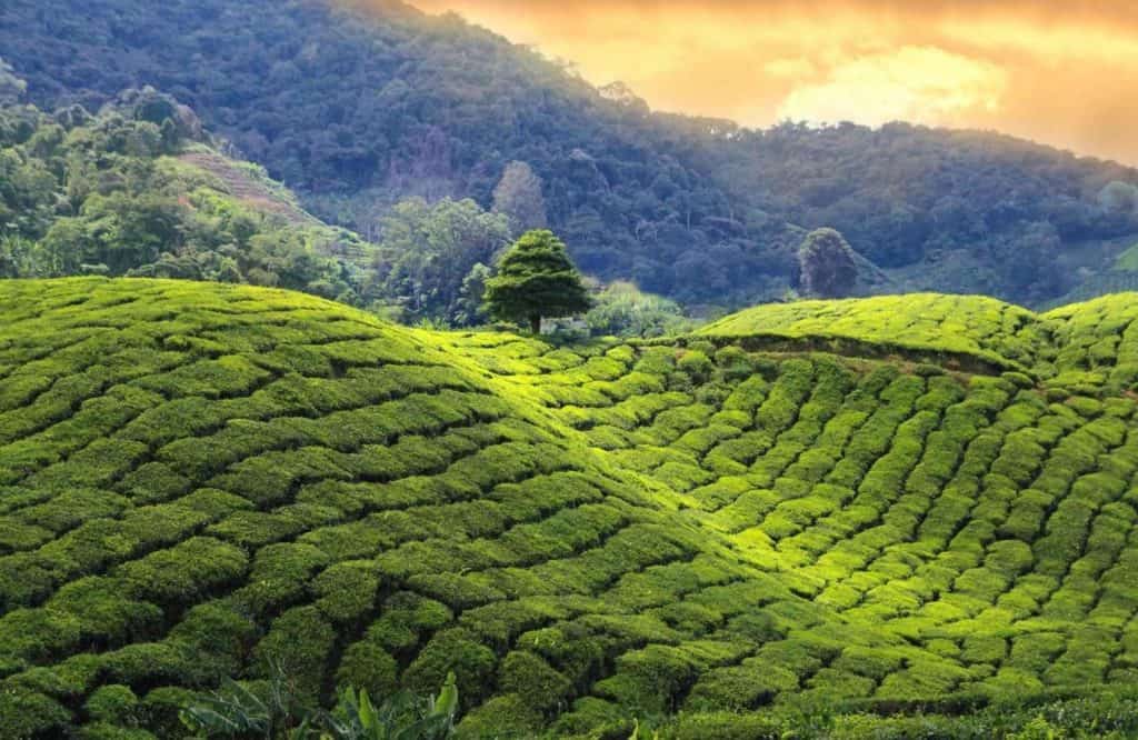 Darjeeling is one of the best places to visit in India in December.