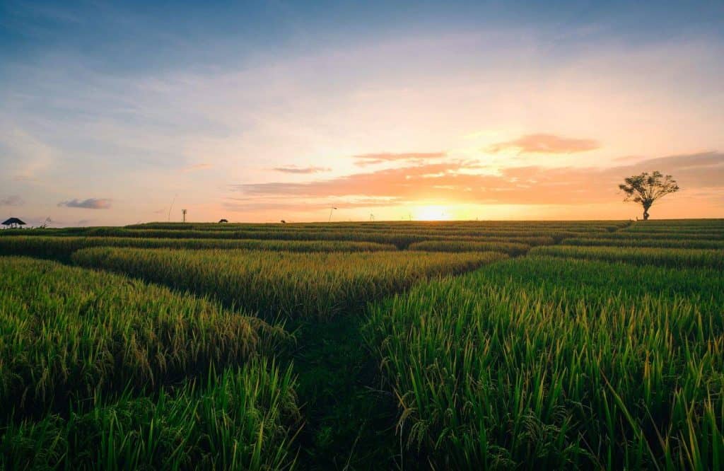 Canggu is a great place to add to a Bali itinerary.