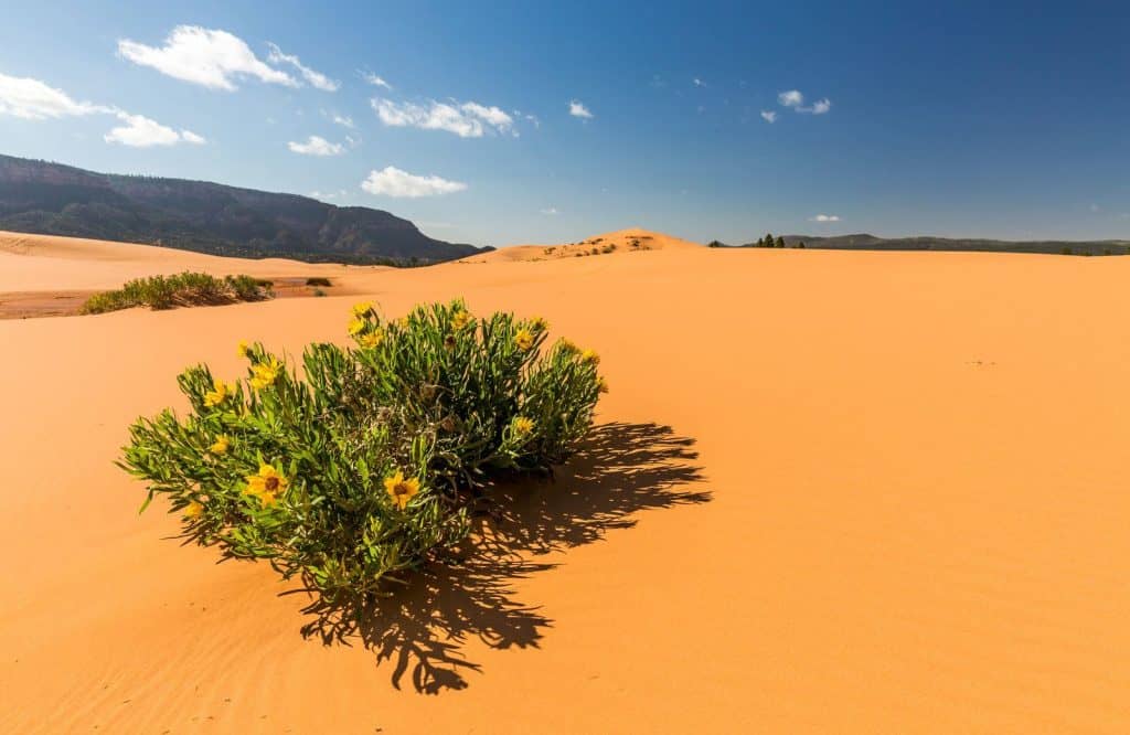 Coral Pink Sand Dunes National Park is one of the most amazing day trips from Las Vegas.