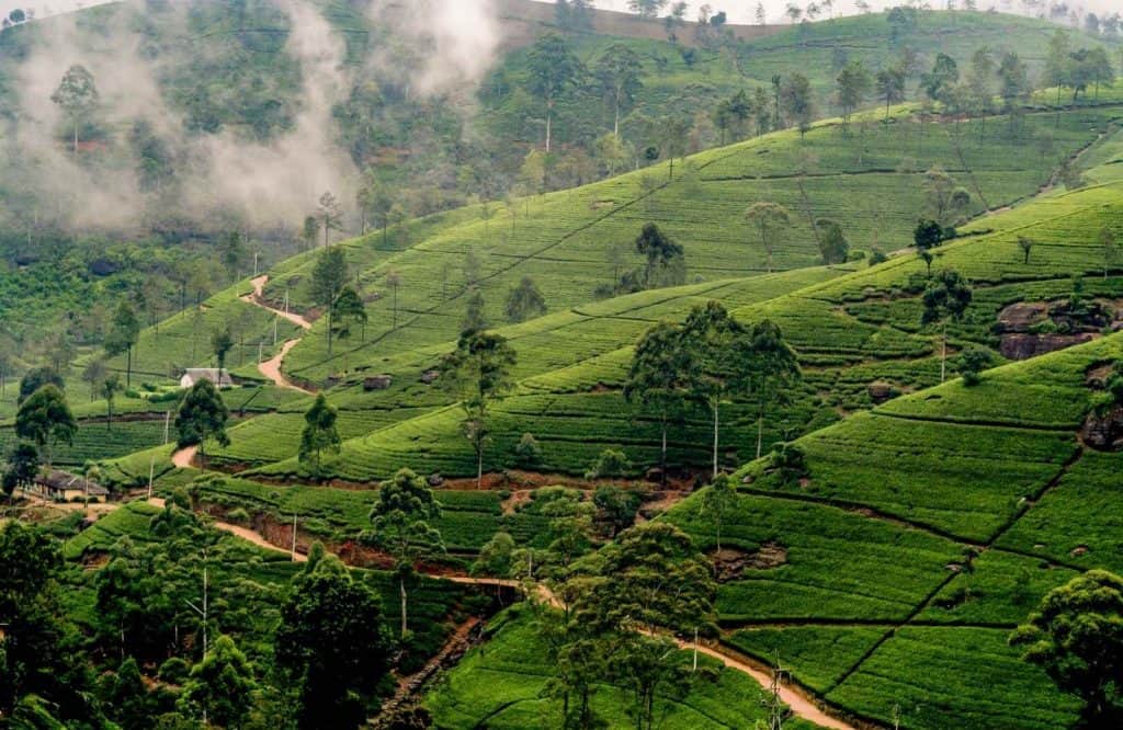 Sri Lanka is one of the most majestic islands in Asia.