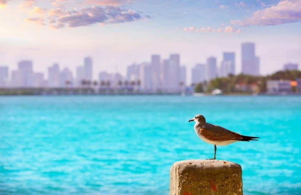 A bird on the ledge on the ocean in Miami.