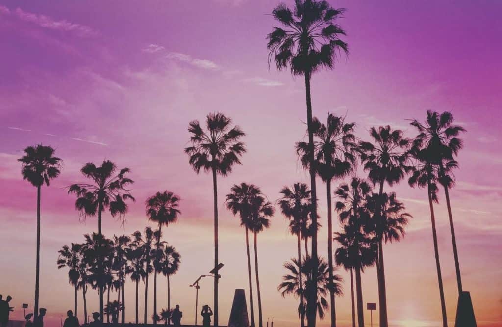 Tall palm trees with a vivid pink sunset behind them.