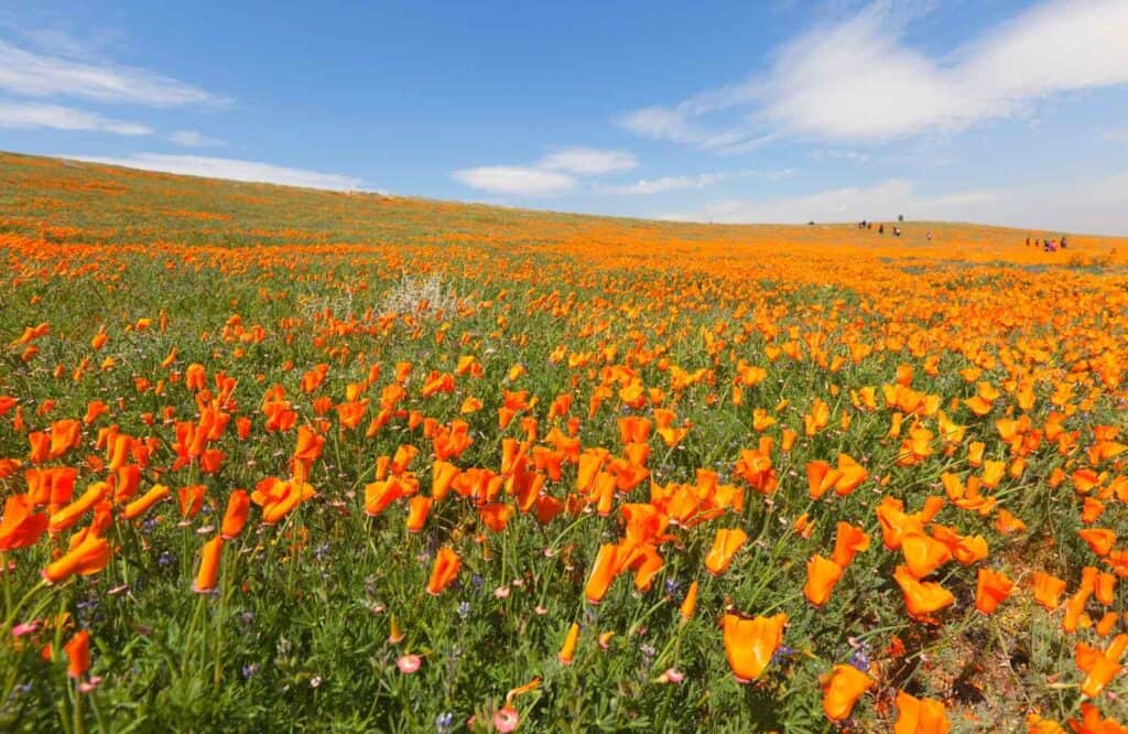 A meadow of vivid orange poppies at Antelope Valley California Poppy Reserve State Natural Reserve.