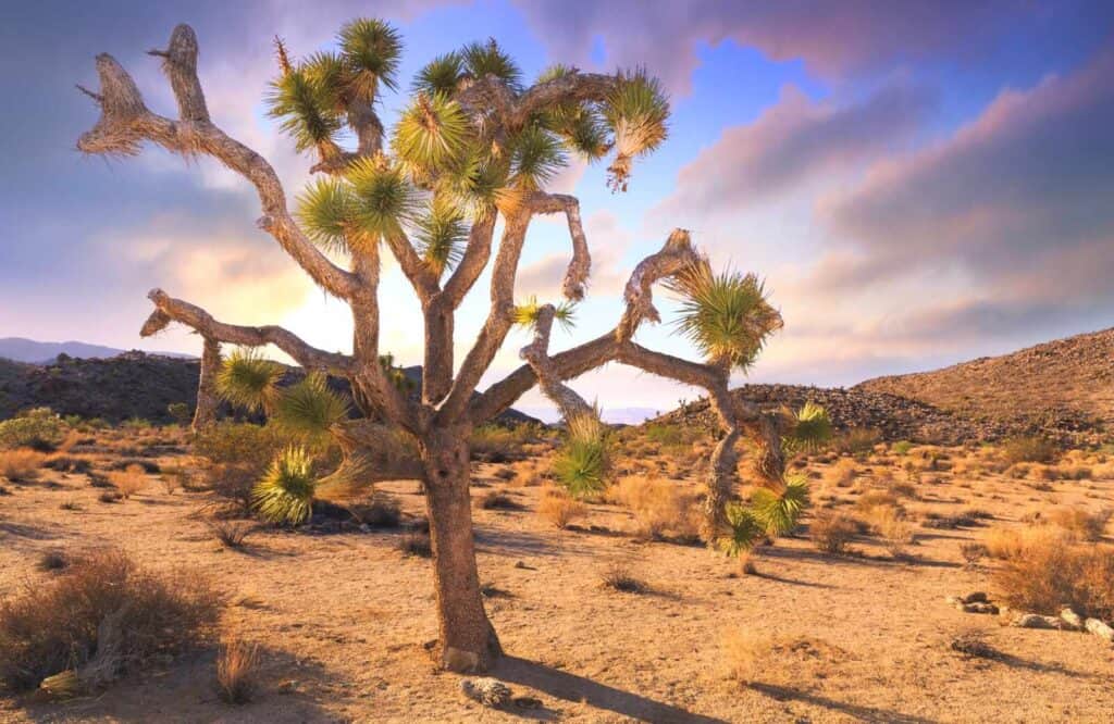 A Joshua tree in the desert at Joshua Tree National Park.