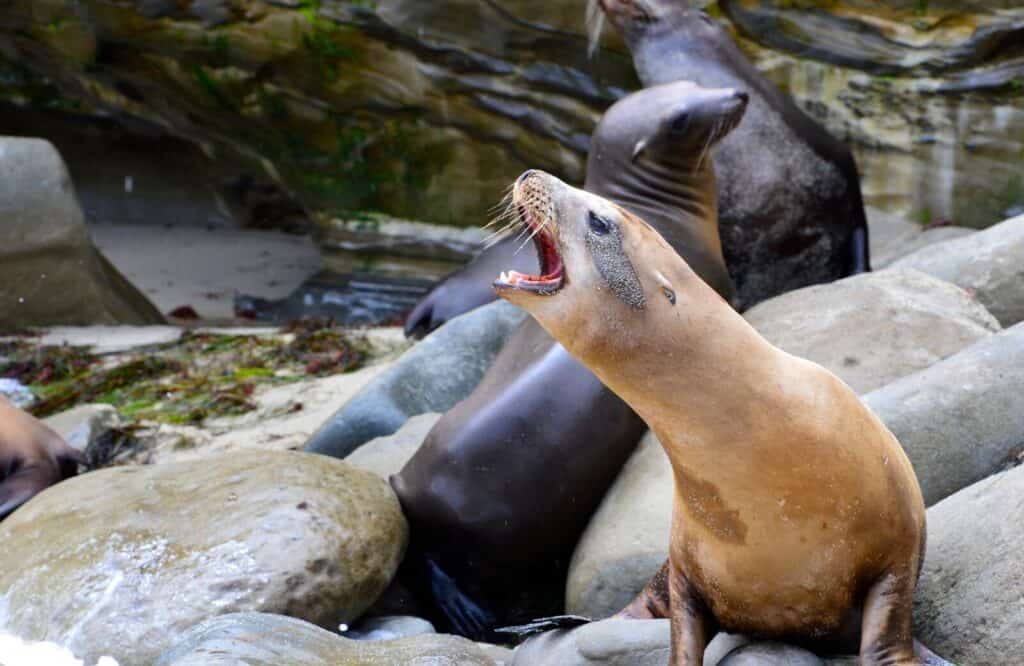 Two sea lions in La Jolla near San Diego.