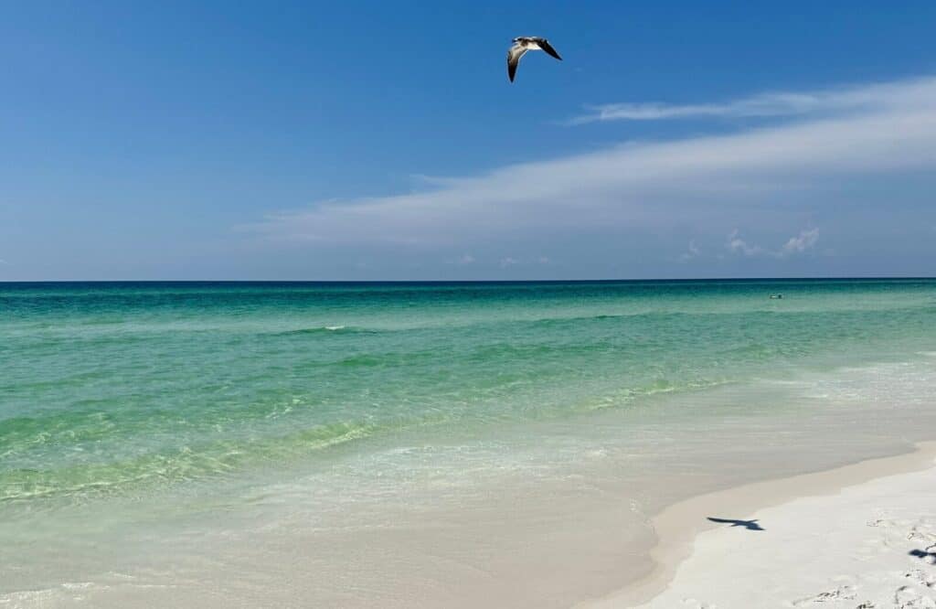 A black and white bird flying over powdery white sand and clear emerald waters at Grayton Beach State Park in Florida.