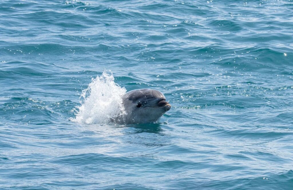 A gray single dolphin playing in the ocean.