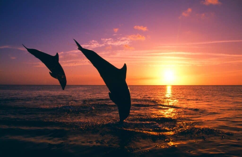 Two dolphins jumping out of the water at sunset on a Destin dolphin cruise.