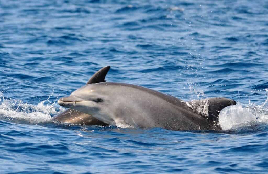 Two dolphins playing in the ocean.