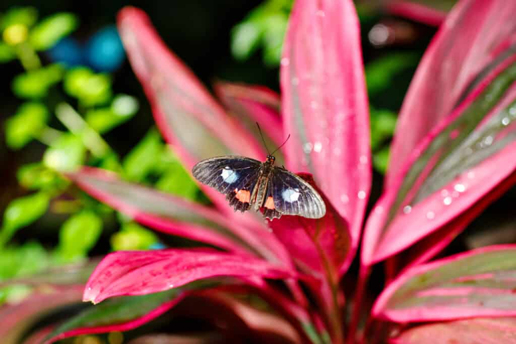 A vibrant butterfly with black wings highlighted by white, red, and blue patches rests on a glossy red leaf with droplets of water, under a soft-focus backdrop of greenery.