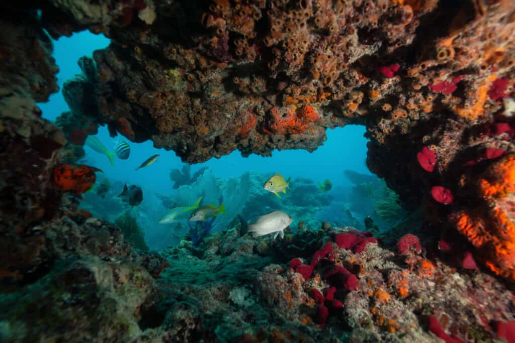 Underwater scenery showing a variety of tropical fish swimming around a colorful coral reef with an array of red, orange, and purple sponge corals, viewed through a natural rocky archway.