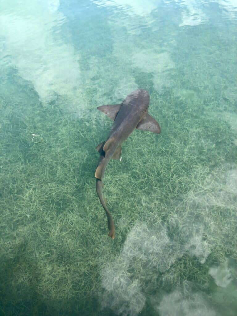 Overhead view of a nurse shark swimming in clear, shallow water over seagrass in Key Largo, Florida. The shark's body is visible through the turquoise water, showcasing its brownish coloration and distinctive dorsal fins.