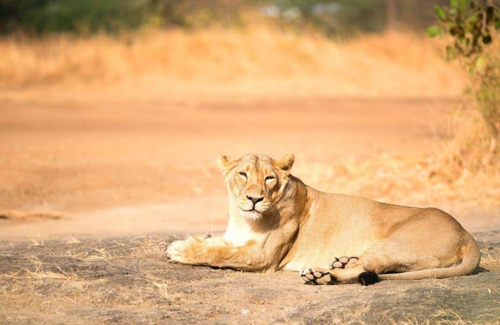 Sasan Gir is one of the prettiest and best places to visit in India in December.